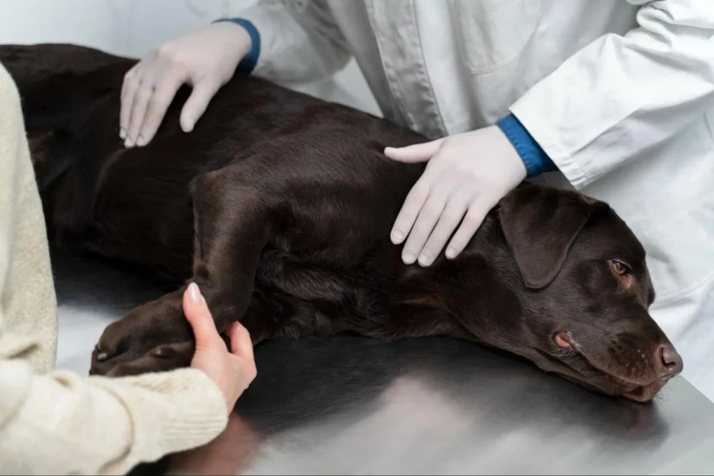 Emergency Care You Can Rely On Vet Care Plus India