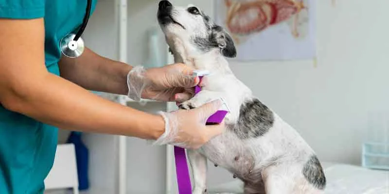 Essential-Medical-Services-at-a-Pet-Veterinary-Clinic-in-Noida