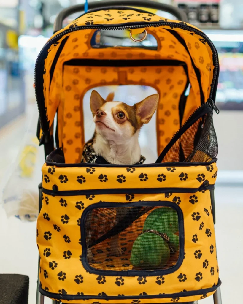Packing Essentials to Prepare Your Pet for Their Stay