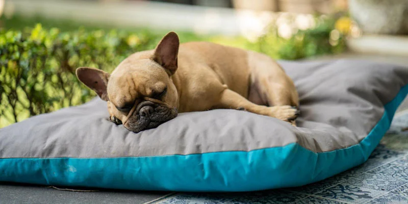Stress-Free Tips for Your Pet’s Comfort & Happiness