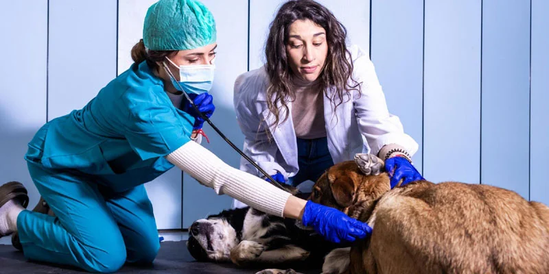 What Every Pet Parent Should Know About Routine Pet Diagnostics