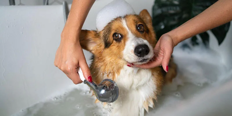 Pet Grooming Steps
