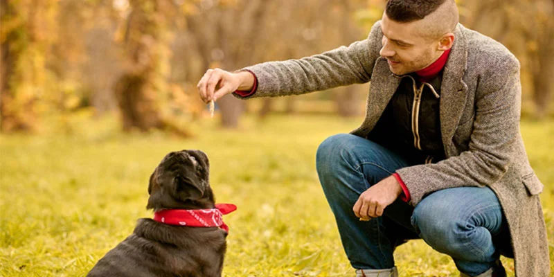 First 5 Commands Every Puppy Should Learn for Obedience
