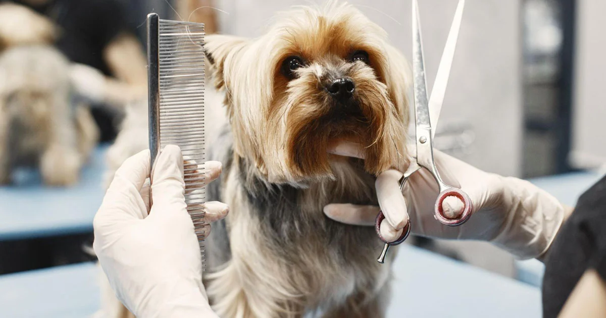 Pet Grooming in Noida