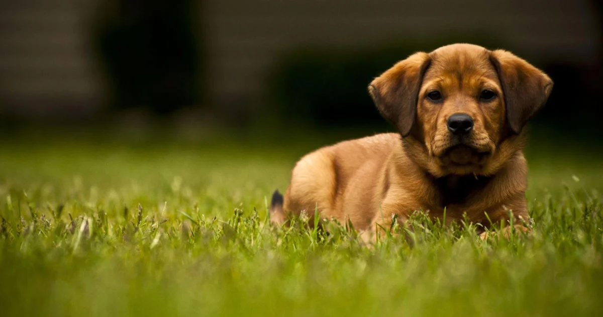 dog training in noida