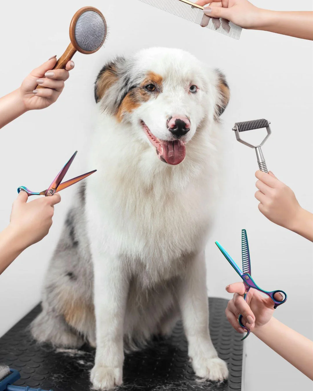 dog Grooming Routine