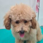 WhatsApp Image 2026-02-16 at 9.37.51 AM