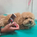 Pet Bathing & Grooming at Vet Care Plus Noida