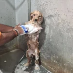 Pet Bathing & Grooming at Vet Care Plus Noida