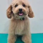 Pet Bathing & Grooming at Vet Care Plus Noida