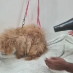 Pet Bathing & Grooming at Vet Care Plus Noida