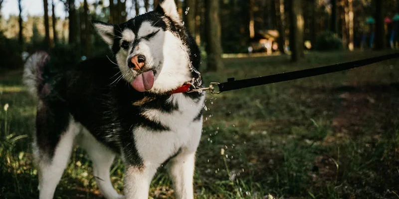 7 Warning Signs Your Dog is Overheating (Most Pet Parents Miss These)