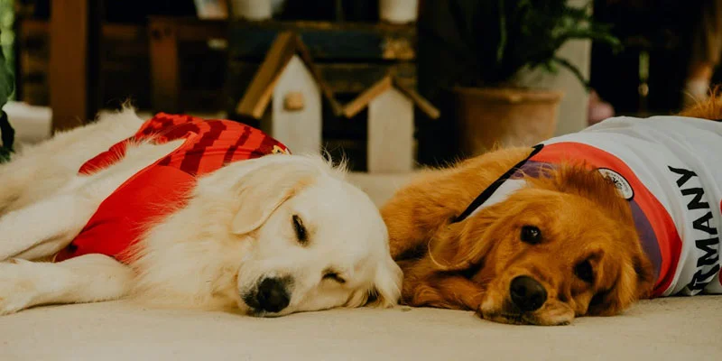 Best Ways to Keep Your Dog Cool at Home (Easy Daily Tips)