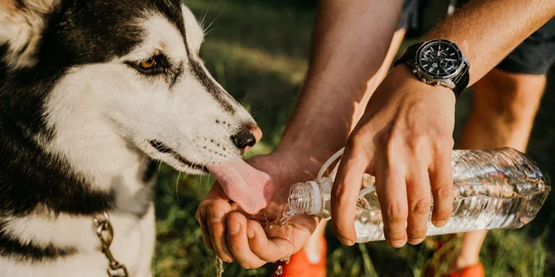 Common Mistakes Pet Parents Make in Summer Care