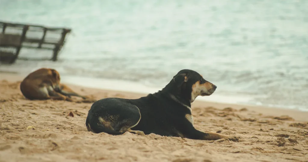 dogs in summer