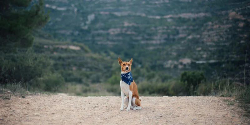 Indoor vs. Outdoor Dogs Who Faces More Summer Risks