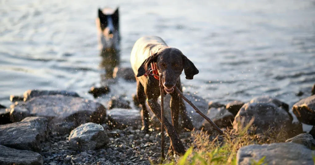 summer dog