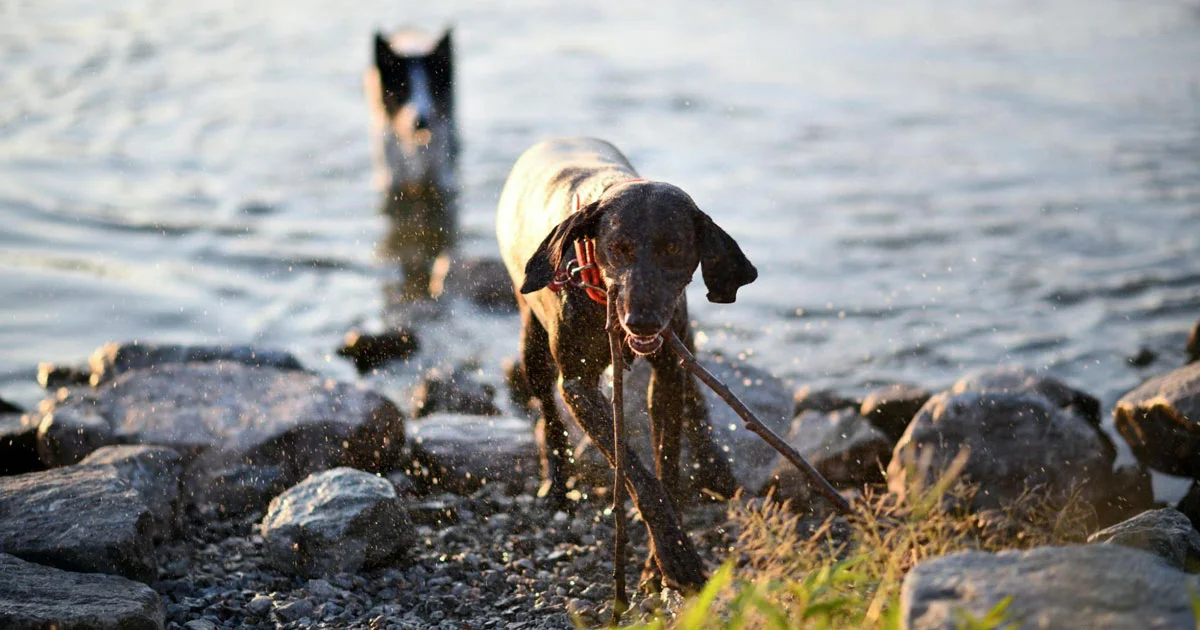 summer dog