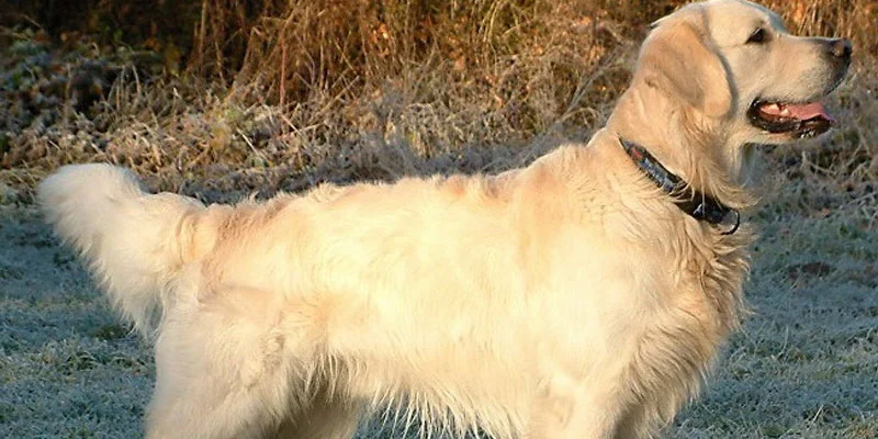 Large Heavy-Coated Breeds: Moderate-High Risk