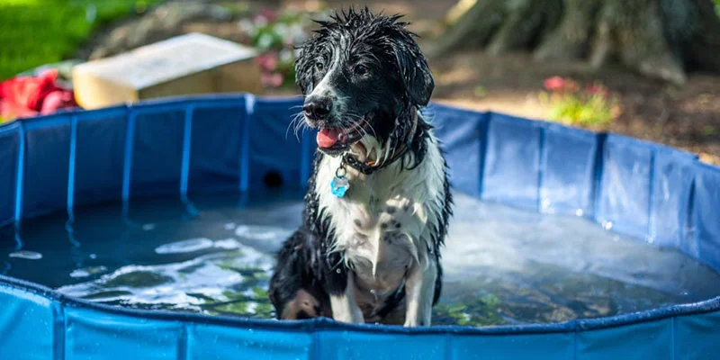 Must-Have Summer Essentials for Dogs: (Cooling Products & Care Tools)