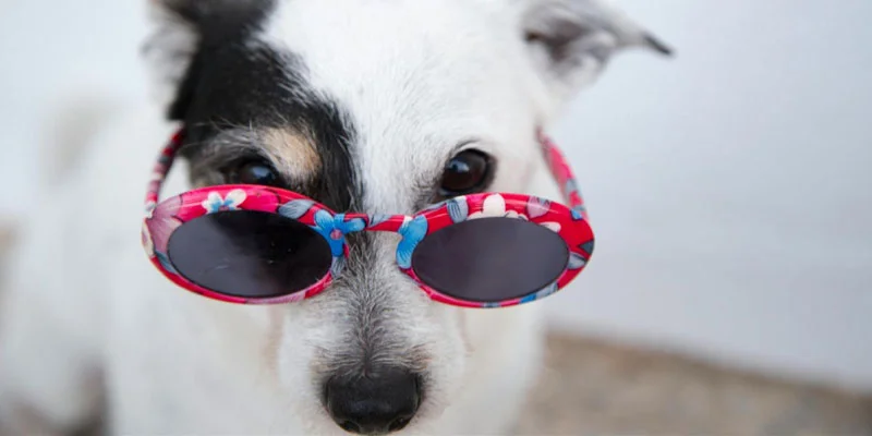Must-Have Summer Essentials for Dogs (Cooling Products & Care Tools)