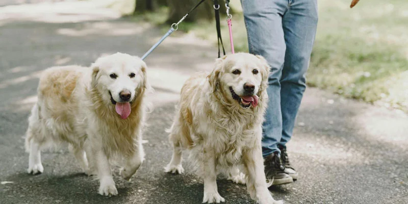 Safe Walk Timings for Dogs in Hot Weather