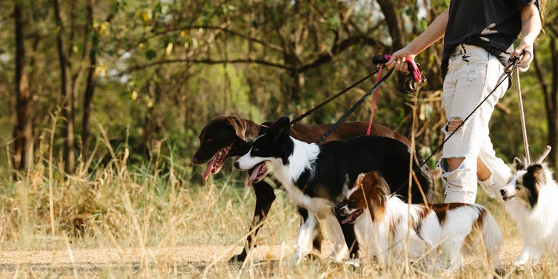 Safe Walk Timings for Summer Dog Breeds in Hot Weather