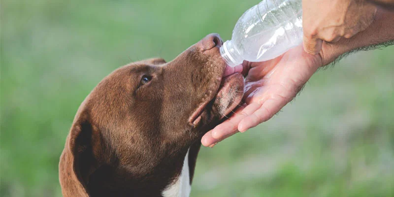 Signs Your Dog Is Dehydrated in Summer (And What It Looks Like)