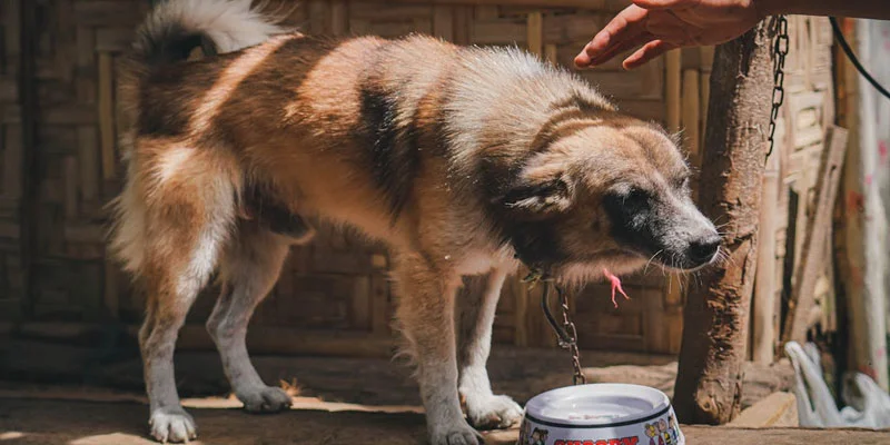 Signs Your Dog is Dehydrated in Summer (And What It Looks Like)