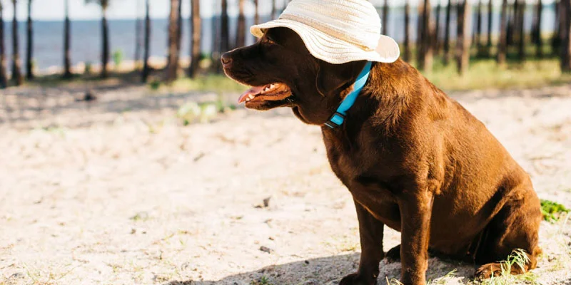 Why Summer Heat Is Dangerous for Dogs (What Every Pet Parent Must Know)