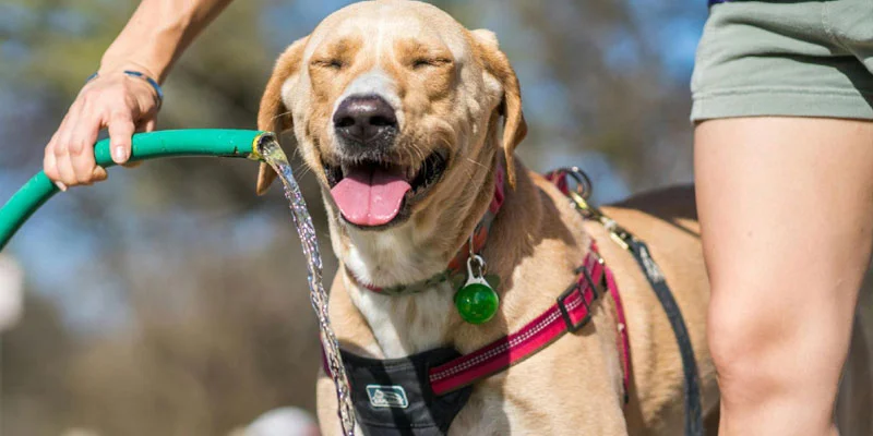 Why Summer Heat is Dangerous for Dogs (What Every Pet Parent Must Know)